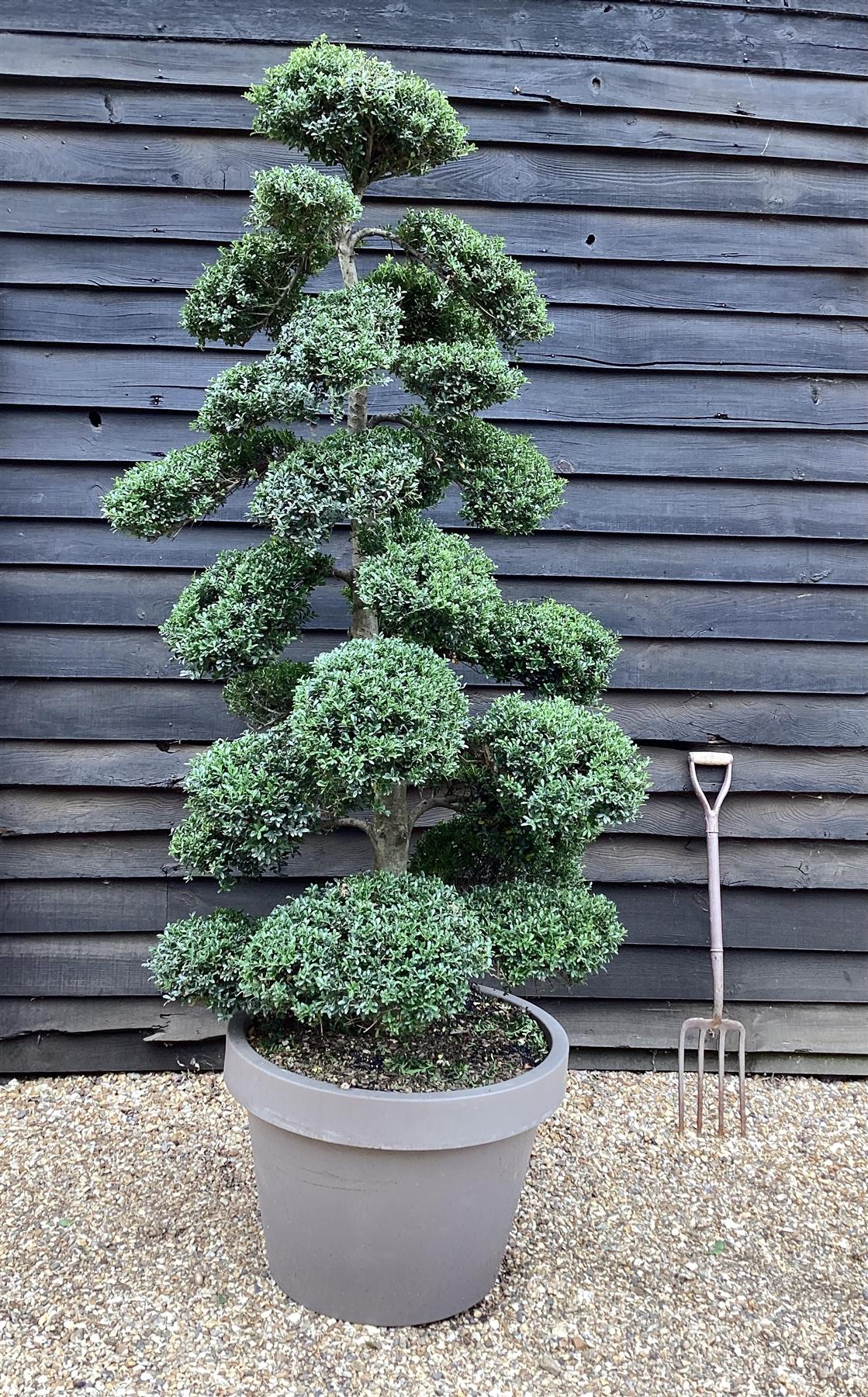 cloud tree bonsai Ilex Crenata | Japanese Holly Cloud Tree - Bonsai - 180cm