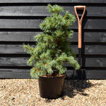 Pinus parviflora 'Bonnie Bergman' | Japanese white pine- Height 70-80cm - Width 40-50cm - 11lt