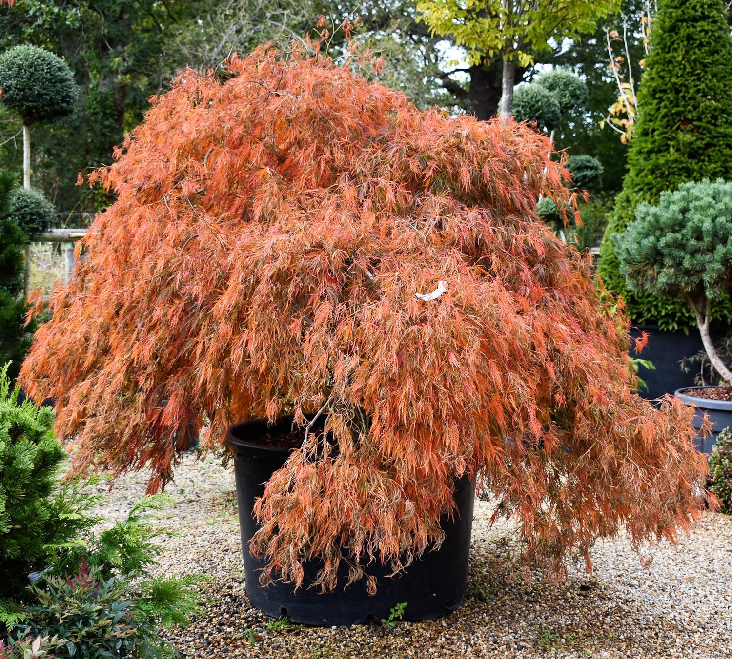 Acer palmatum 'Tamukeyama' | Purple Threadleaf Japanese maple - Girth 32cm - 200-220cm - 375lt