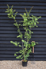 Crataegus Monogyna | Common Hawthorn - 180-200cm, 7.5lt