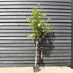 Prunus Avium Plena | Wild Cherry Tree, Height 190-210cm - 10lt