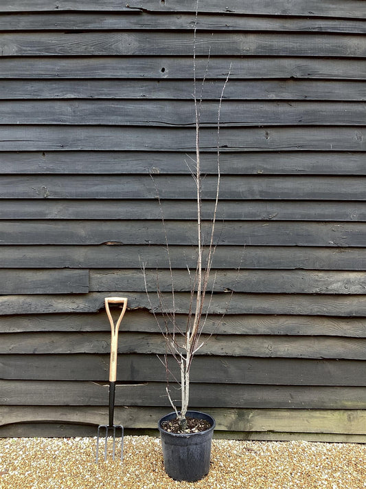 Prunus cerasifera 'Pissardii' | Cherry Plum 'Pissardii' - 100-150cm - 18lt