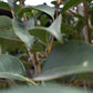 Ligustrum japonicum Standard -  Girth 16-18cm - 340-360cm - 55-90lt