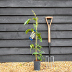 Clematis Armandii - Height 100-120cm - Climber on cane - 2lt