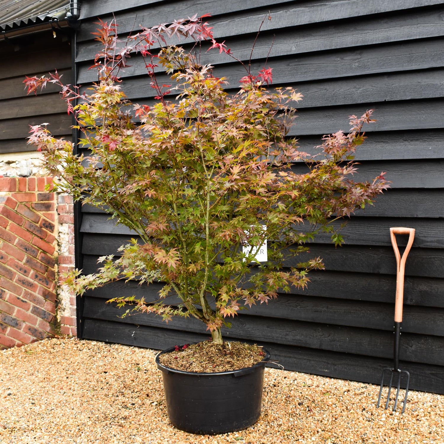 Japanese maple | Acer palmatum 'Atropurpureum' - Bushy - Height 150-180cm - 65lt