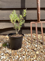 Caryopteris x clandonensis 'Kew Blue' | Kew Blue Caryopteris 10-20cm - 3lt