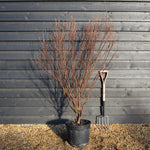 Amelanchier can. October Flame Multistem - Height 150-170cm - 25lt