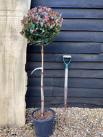 Photinia x fraseri Little Red Robin | Christmas berry 'Little Red Robin' - ST80 - 170cm - 15lt