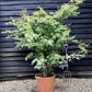 Acer palmatum - Green | Japanese Maple - Very Bushy - 150-180cm - 35lt