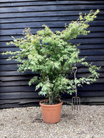 Acer palmatum - Green | Japanese Maple - Very Bushy - 150-180cm - 35lt