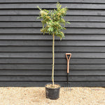 Cotoneaster x watereri - Clear Stem - Height 200-220cm - 20lt