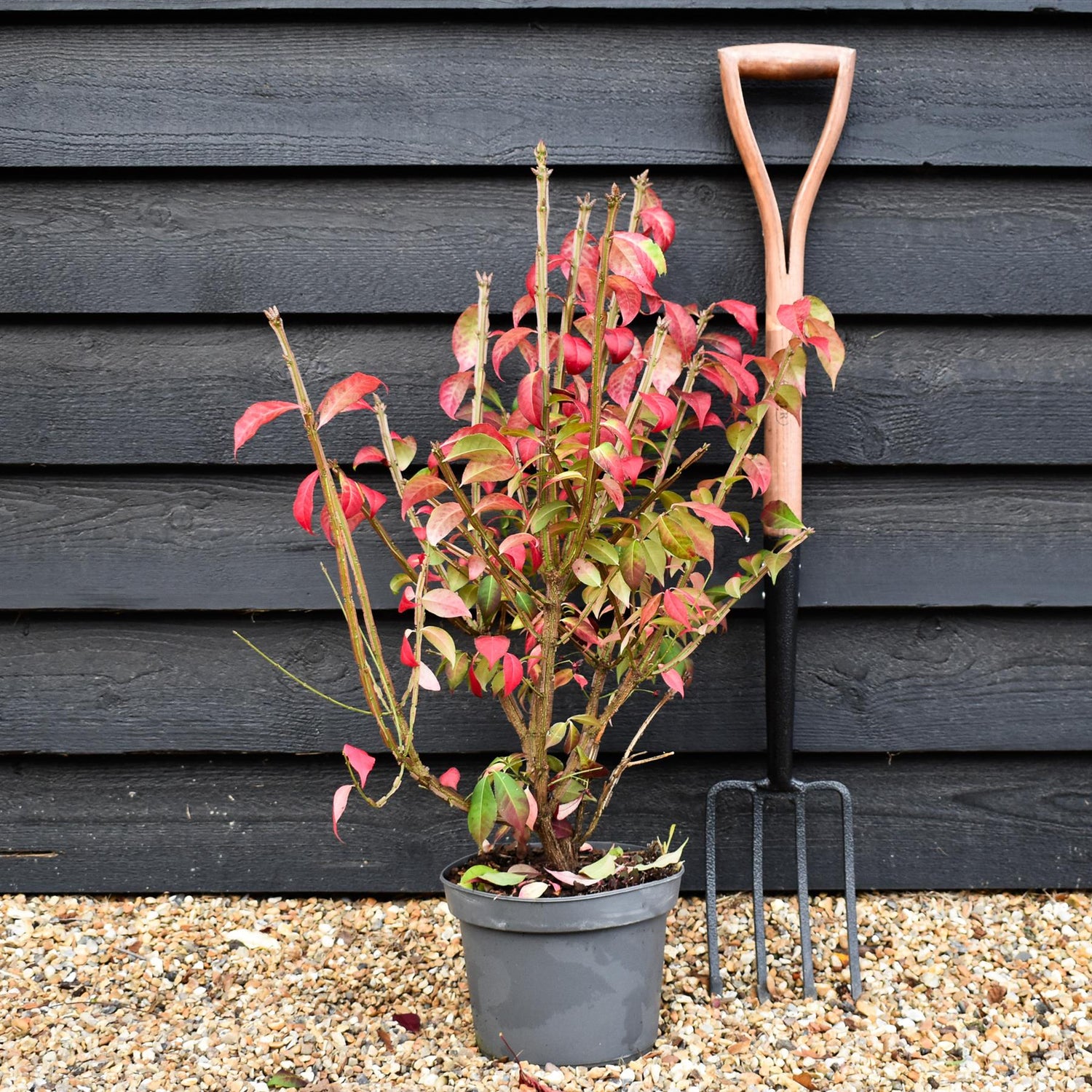 Winged Spindle Tree | Euonymus Alatus - Height 60-80cm - 5lt