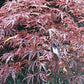 Acer palmatum 'Shirazz' | Japanese Maple - Bushy - 110-140cm - 15lt