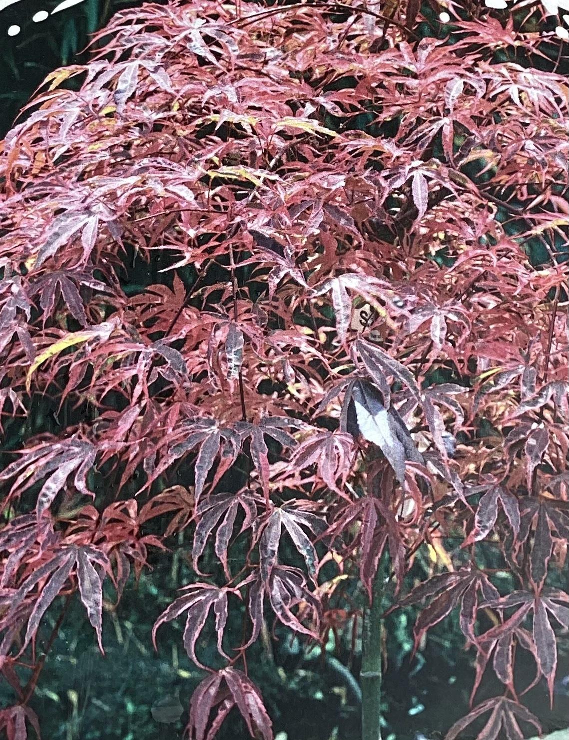 Acer palmatum 'Shirazz' | Japanese Maple - Bushy - 110-140cm - 15lt