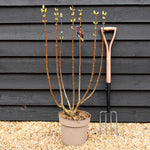 Lilac 'Michel Buchner' | Syringa vulgaris - Height 80-100cm - 10lt