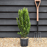 Euonymus japonicus 'Benkomasaki' | Japanese spindle - Height 60cm - 3lt