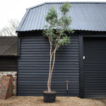 Eucalyptus Gunnii - MultiStem - Height 400cm - 150lt