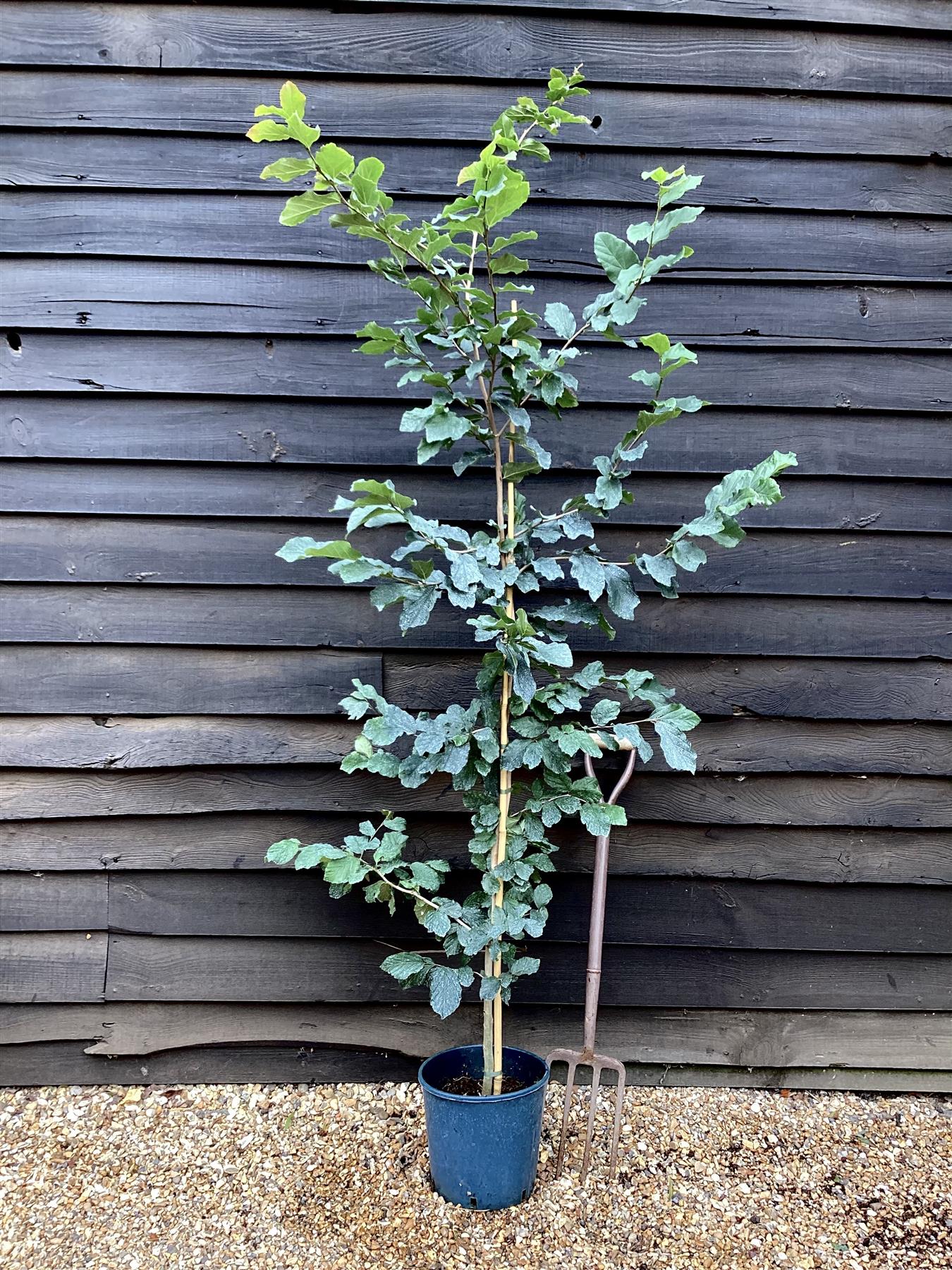 Quercus ilex | Holm Oak - 120-140cm, 12lt