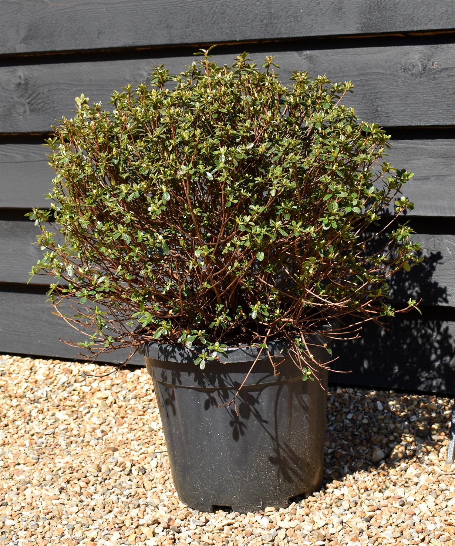 Azalea Japonica 'Amoena' - 75cm - Bushy - 15lt