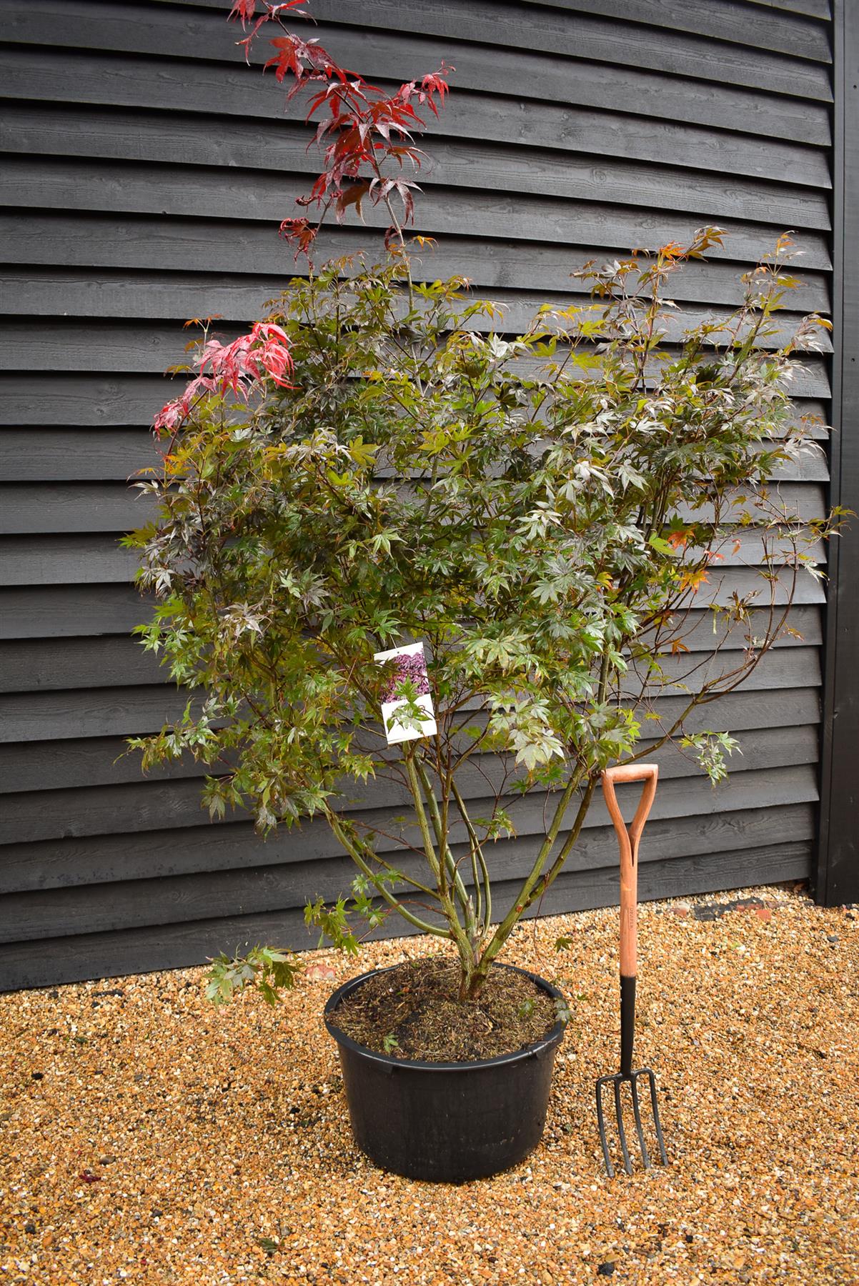Bloodgood Japanese Maple | Acer palmatum 'Bloodgood' - Bushy - Width 150-200cm - Height 150-180cm - 65lt