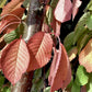 Prunus avium | Wild Cherry Mature Tree - Clear Stem - Girth 20cm - 420-450cm, 50lt