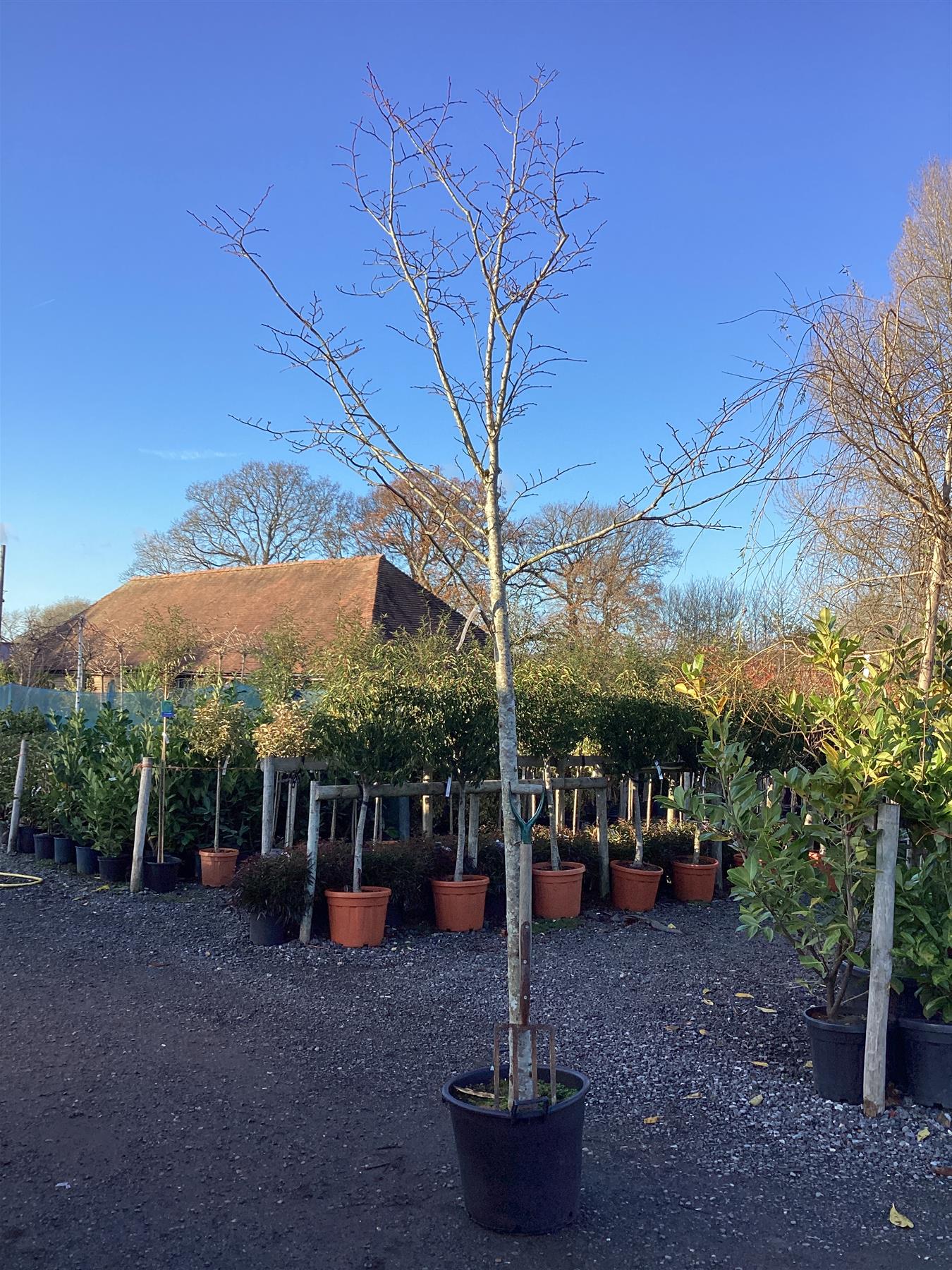 Tilia cordata | Small-Leaved Lime - 350-380cm, 50lt