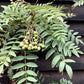 Sorbus cashmiriana | Kashmir Rowan - 135-145cm, 10lt