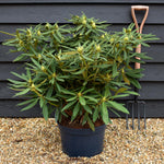 Rhododendron 'Ana' - Shrub - Height 65-75cm - Width 80-90cm - 15lt