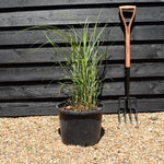 Miscanthus sinensis 'Strictus' | Eulalia 'Strictus' - 20lt