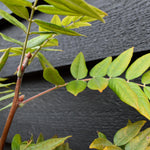 Wisteria brachybotrys 'Iko yama Fuji' - Cane - Height 200-250cm - 7lt