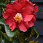 Camellia Dr King -  60-70cm -12lt