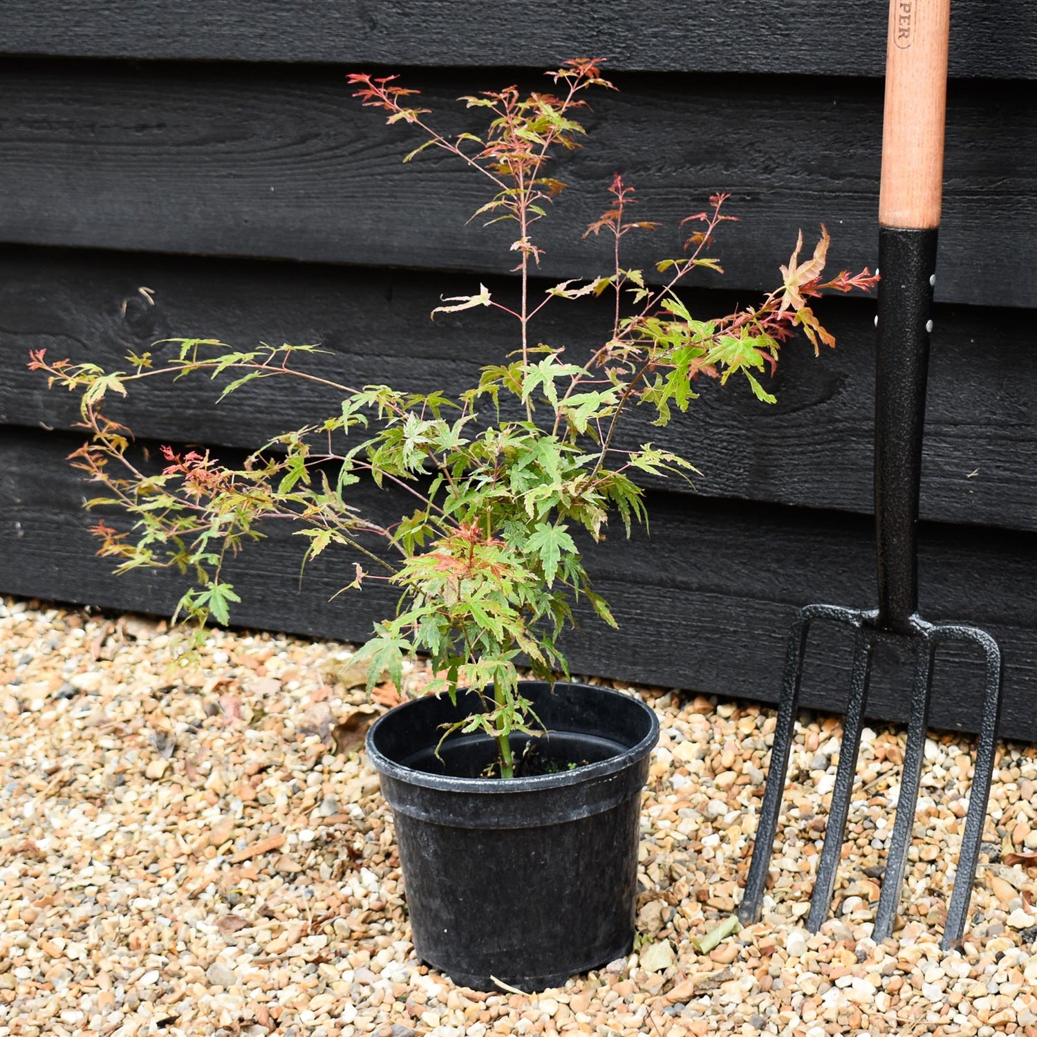 Acer palmatum 'Phoenix' | Japanese maple 'Phoenix' - 25-45cm - 3lt
