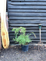 Abelia 'Edward Goucher' - 40/60cm, 15lt