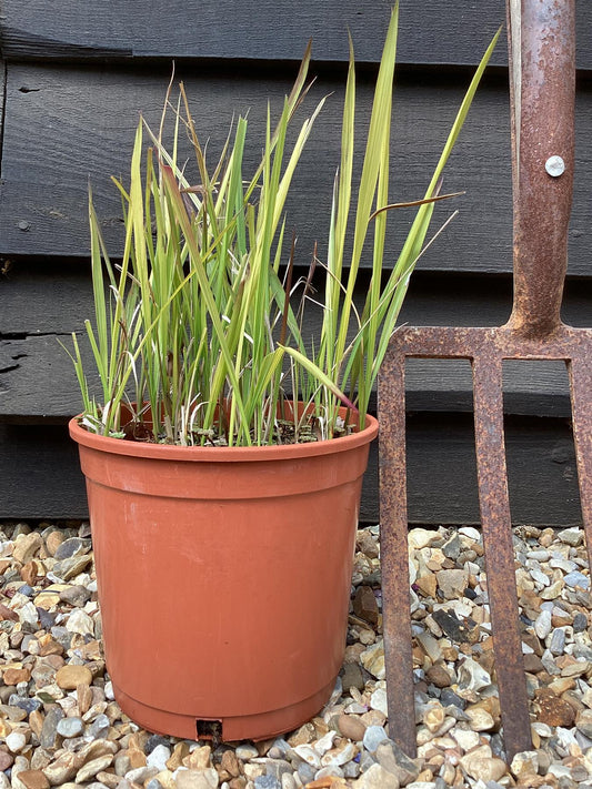 Imperata cylindrica 'Red Baron' | Japanese Blood Grass 10-20cm - 3lt
