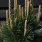 Pinus mugo 'Gnom' | Dwarf mountain pine - 55-70cm -18lt