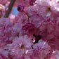 Prunus 'Kiku-shidare-zakura' | Weeping Oriental Cherry (150cm) - 10lt