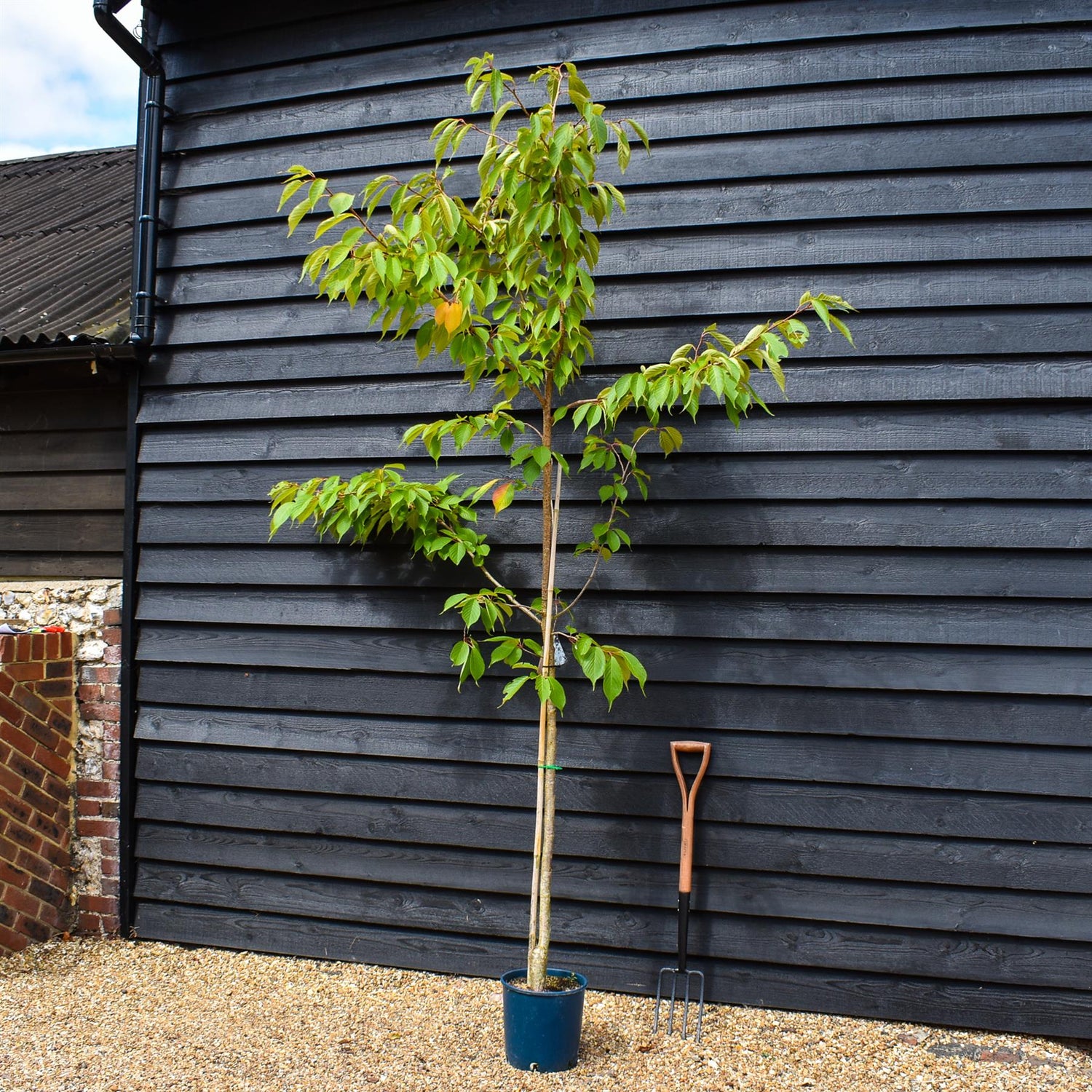 Flowering Cherry | Prunus 'Chocolate Ice' - 180-220cm - 12lt
