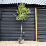 Ilex Nellie R Stevens | Holly 'Nellie R. Stevens' - Standard - Height 320-340cm - Girth 16-18cm - 80lt