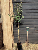 Apple tree 'Fiesta Red Pippin' | Malus domestica - 150-160cm - 10lt