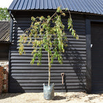 Prunus 'Kiku-shidare-zakura' | Japanese Weeping Cherry - Girth 16-18cm - Height 300-350cm - 70lt
