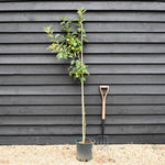 Crab Apple tree 'John Downie' | Malus domestica - 160-180cm - 10lt