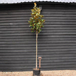 Magnolia grandiflora | Evergreen magnolia - Standard - Clear Stem 180-190cm - Girth 10-12cm - Height 350-400cm - 35lt