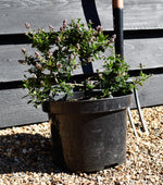 Ceanothus Skylark - 25-30cm - 7.5lt