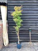 Acer palmatum Sango-kaku | Red Bark Maple - Narrow - 180-200cm, 15lt