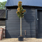 Magnolia Grandiflora 'Galissonniere' | Southern Magnolia 'Galissonniere' - Standard - Clear Stem 180-200cm - Girth 14-16cm - Height 410-450cm - 90lt