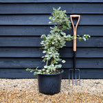 Hydrangea anomala subsp. petiolaris Silver Lining | Hydrangea Silver Lining - Height 60-90cm - 20lt
