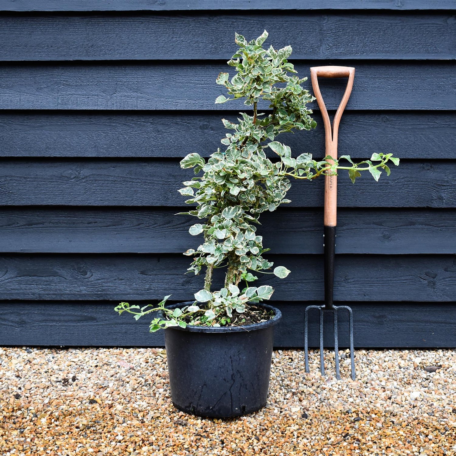 Hydrangea anomala subsp. petiolaris Silver Lining | Hydrangea Silver Lining - Height 60-90cm - 20lt
