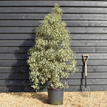 Pittosporum 'Silver Queen' - Height 150-180cm - 25lt