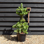 Japanese white pine | Pinus parviflora 'Ara kawa' - Height 70-90cm - Width 40-50cm - 11lt