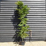European Hornbeam | Carpinus Betulus - Feathered - Girth 8-10cm - Height 220-280cm - 30lt